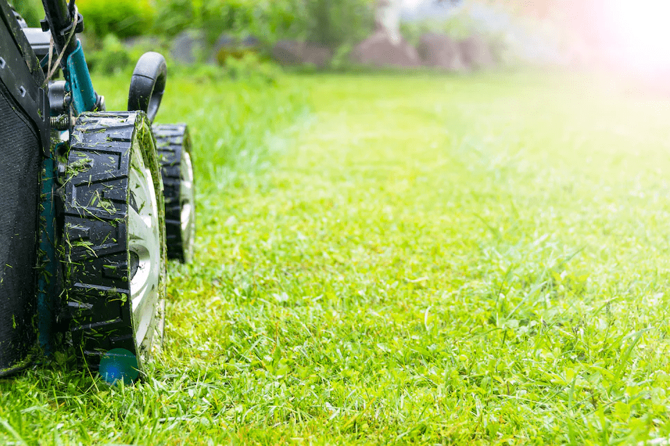 Dấu hiệu ban đầu sự xâm nhập của ấu trùng trên sân golf và cách xử lý chúng
