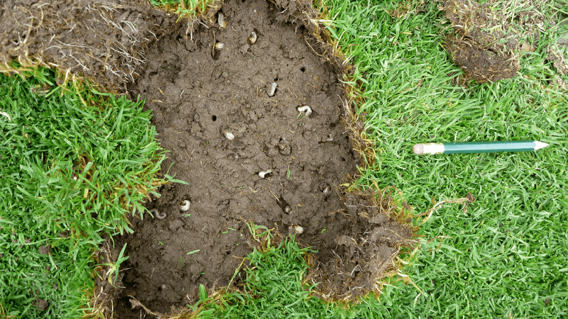 Dấu hiệu ban đầu sự xâm nhập của ấu trùng trên sân golf và cách xử lý chúng