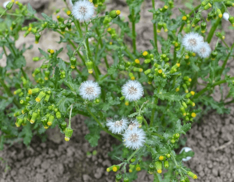 Groundsel thông thường