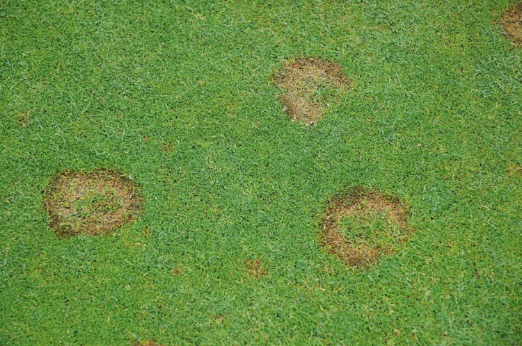 hướng dẫn sử dụng thuốc diệt nấm