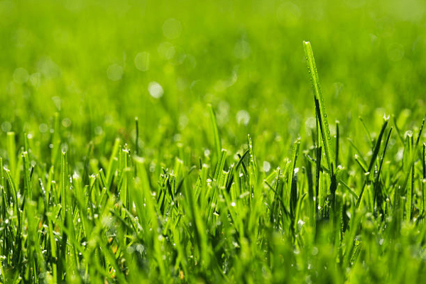 kiểm soát cỏ dại để duy trì một sân golf cỏ khỏe mạnh