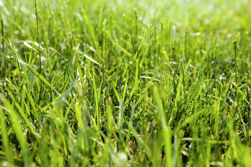 Kiểm Soát Dinh Dưỡng Của Cỏ