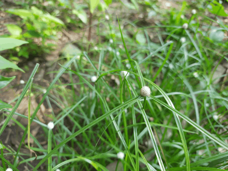 Kyllinga xanh 