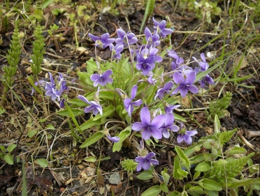 Cỏ Viola mandshurica