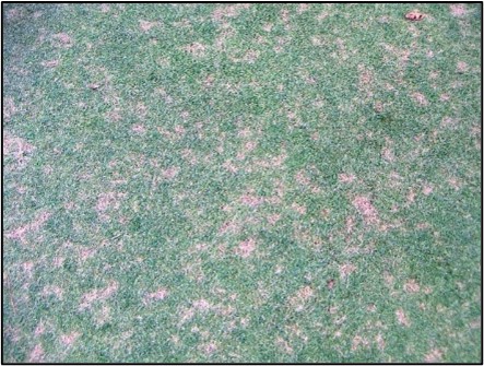 thiệt hại do Shibatsutoga trên sân golf