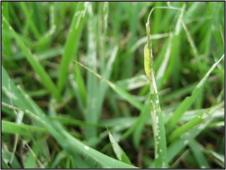 Bướm đêm trên sân golf