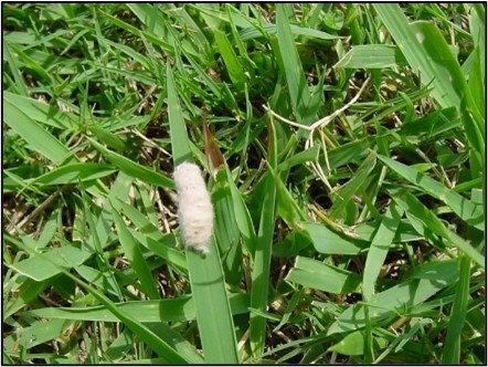 Trứng ấu trùng bướm đêm