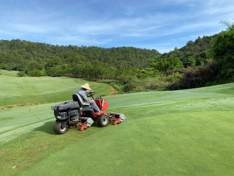 quy trình cắt cỏ sân golf
