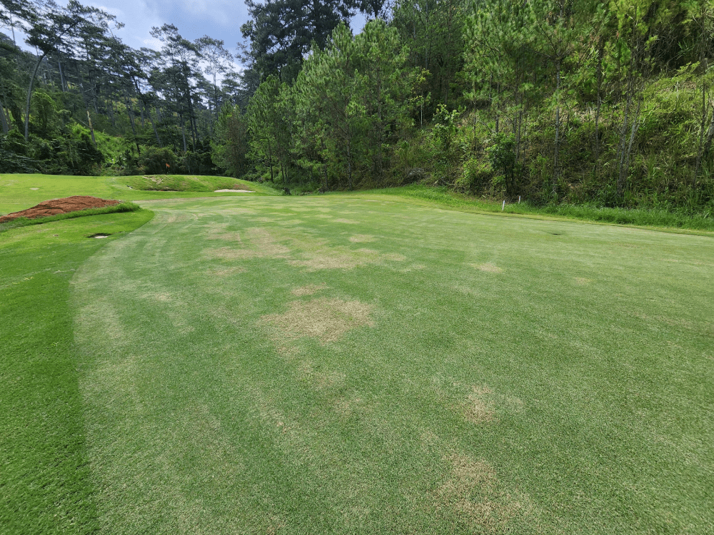 cỏ nhân tạo sân golf