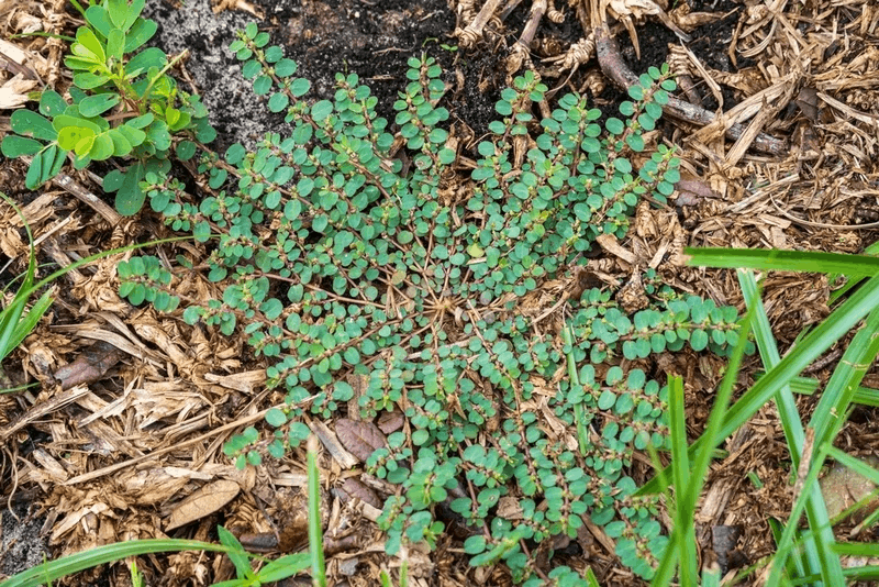 Spurge đốm