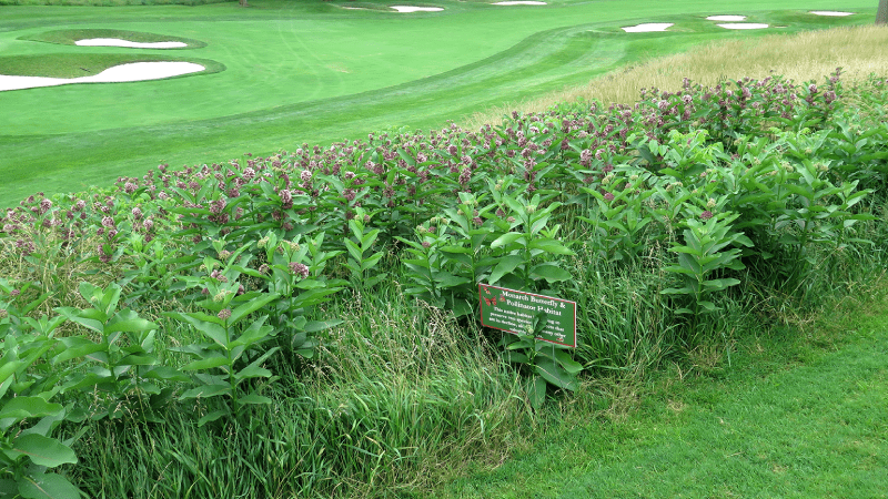 Vai trò của thực vật bản địa trong việc tăng cường quản lý nước trên sân golf