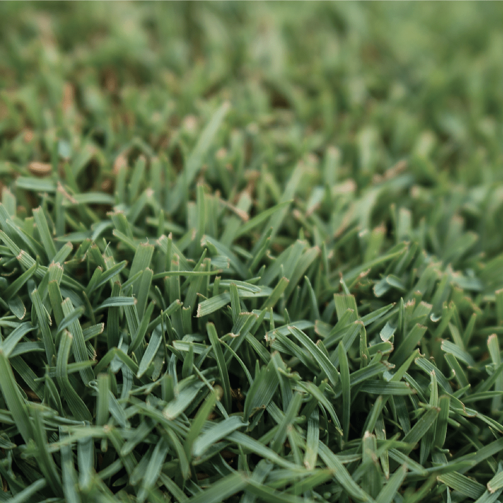 Hạt giống cỏ Sun Queen Elite Seeded Bermudagrass