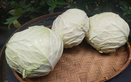 Bắp cải Đà Lạt G27 Green Farm