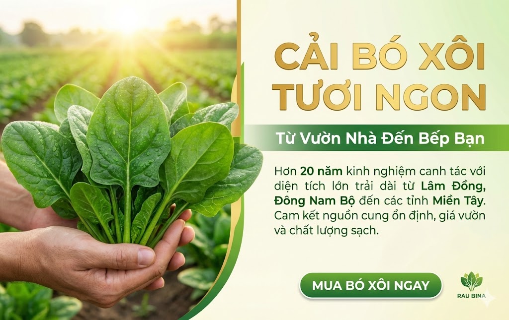 Cải Bó Xôi Tươi Ngon Từ Vườn Nhà Đến Bếp Bạn