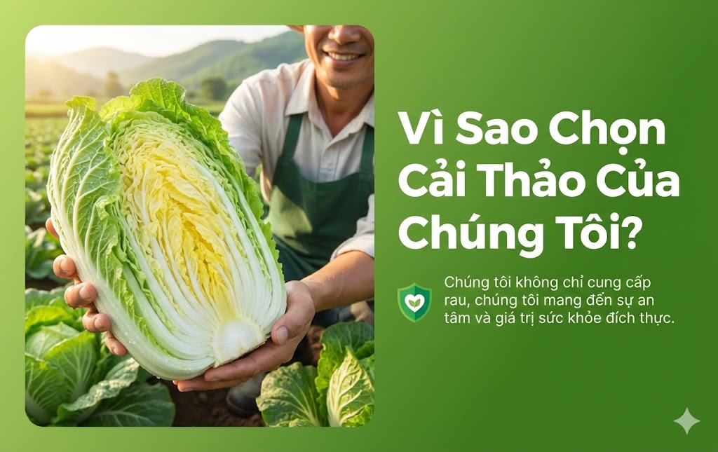 Cải Thảo Đà Lạt - G27 Green Farm