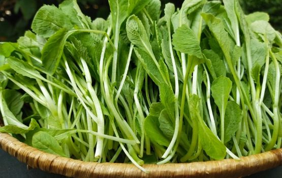 Rau cải xanh con G27 green farm