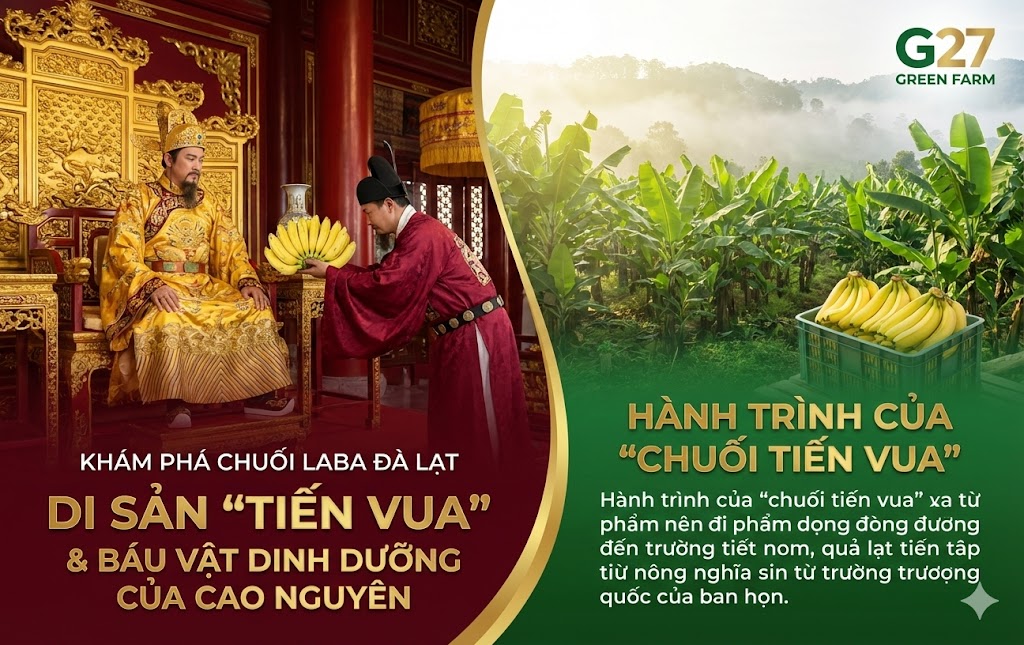 Chuối Laba Đà Lạt, Di Sản 