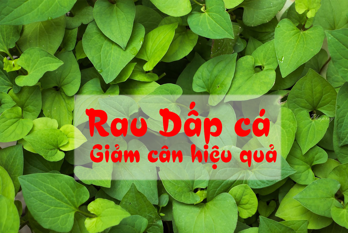 Giảm cân với Rau Dấp cá