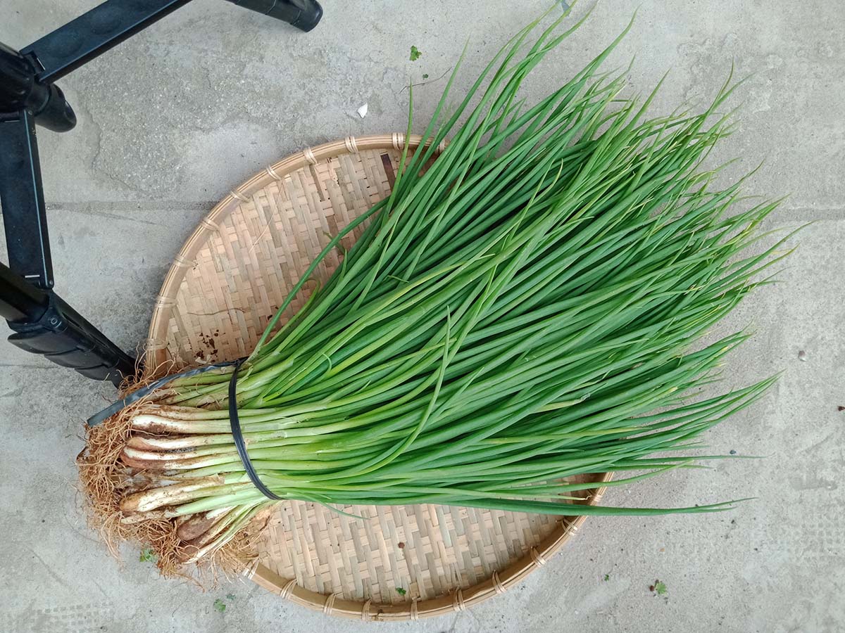 Hành đất, nhận cung ứng số lượng lớn nhỏ theo nhu cầu