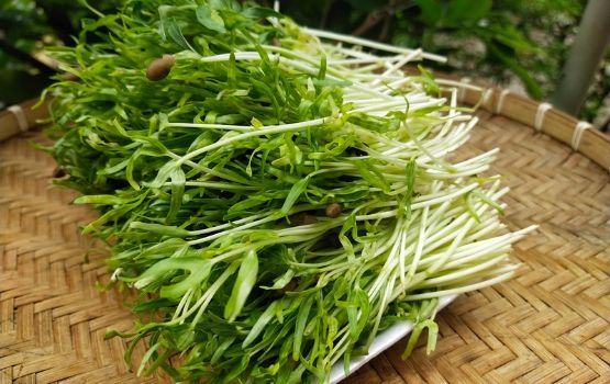 Mầm rau muống hạt G27 green farm