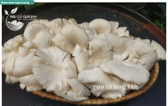 Review Nấm bào ngư trắng