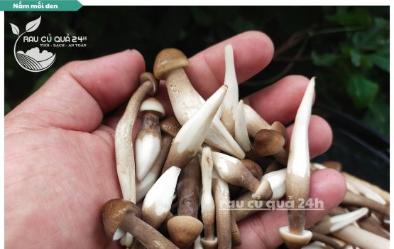 Review Nấm Mối đen