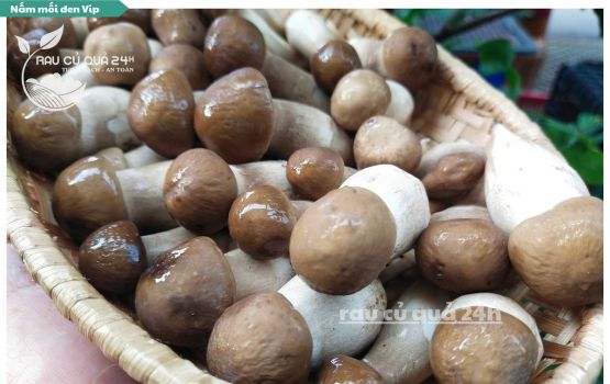 Review Nấm Mối đen Vip