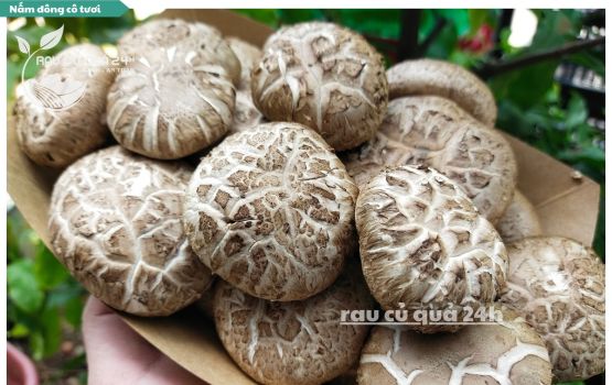 Review Nấm đông cô tươi