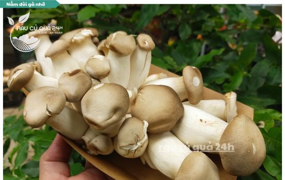 Review Nấm đùi gà nhỡ