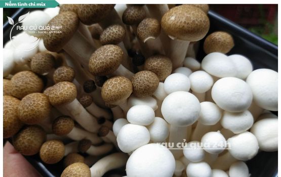 Review Nấm Linh chi mix