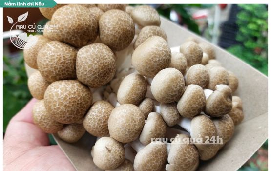 Review Nấm Linh chi nâu