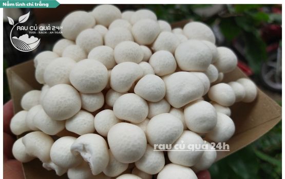 Review Nấm Linh chi trắng