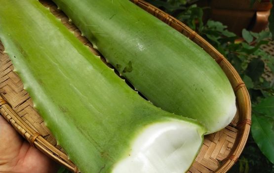 Nha Đam G27 Green Farm