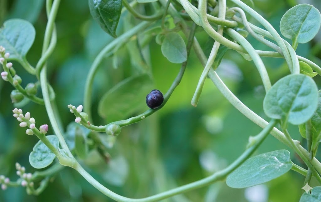 Nốt Trầm Trên Nhành Dây Leo