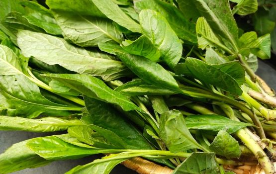 Rau cải trời G27 green farm