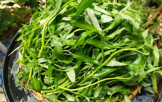 Rau muống nước baby G27 Green Farm