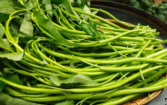 Rau muống nước G27 Green Farm