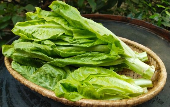 Xà lách diếp g27 green farm