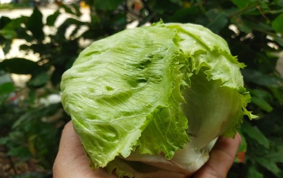 Xà lách Mỹ Iceberg G27 green farm
