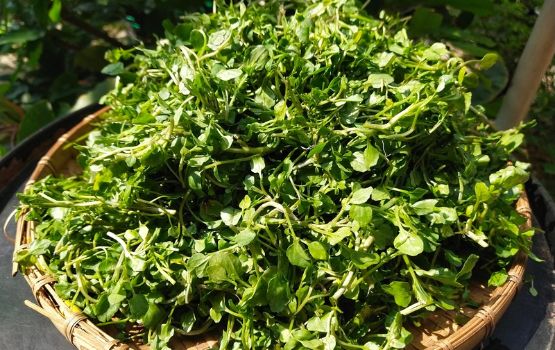 Xà lách xoong nhuyễn G27 green farm