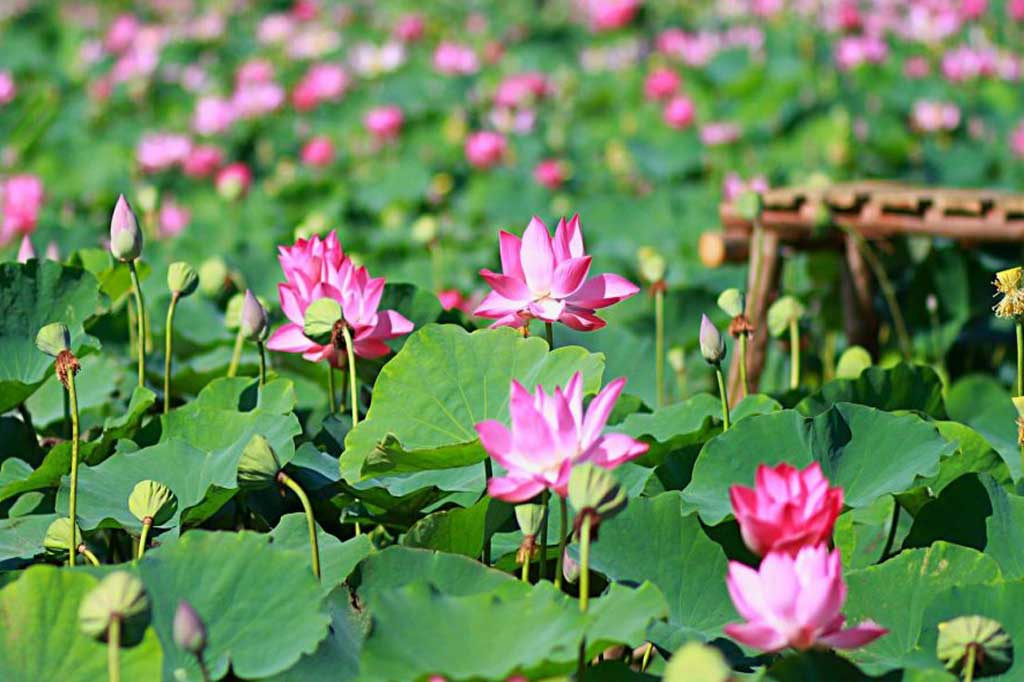 Du lịch sinh thái