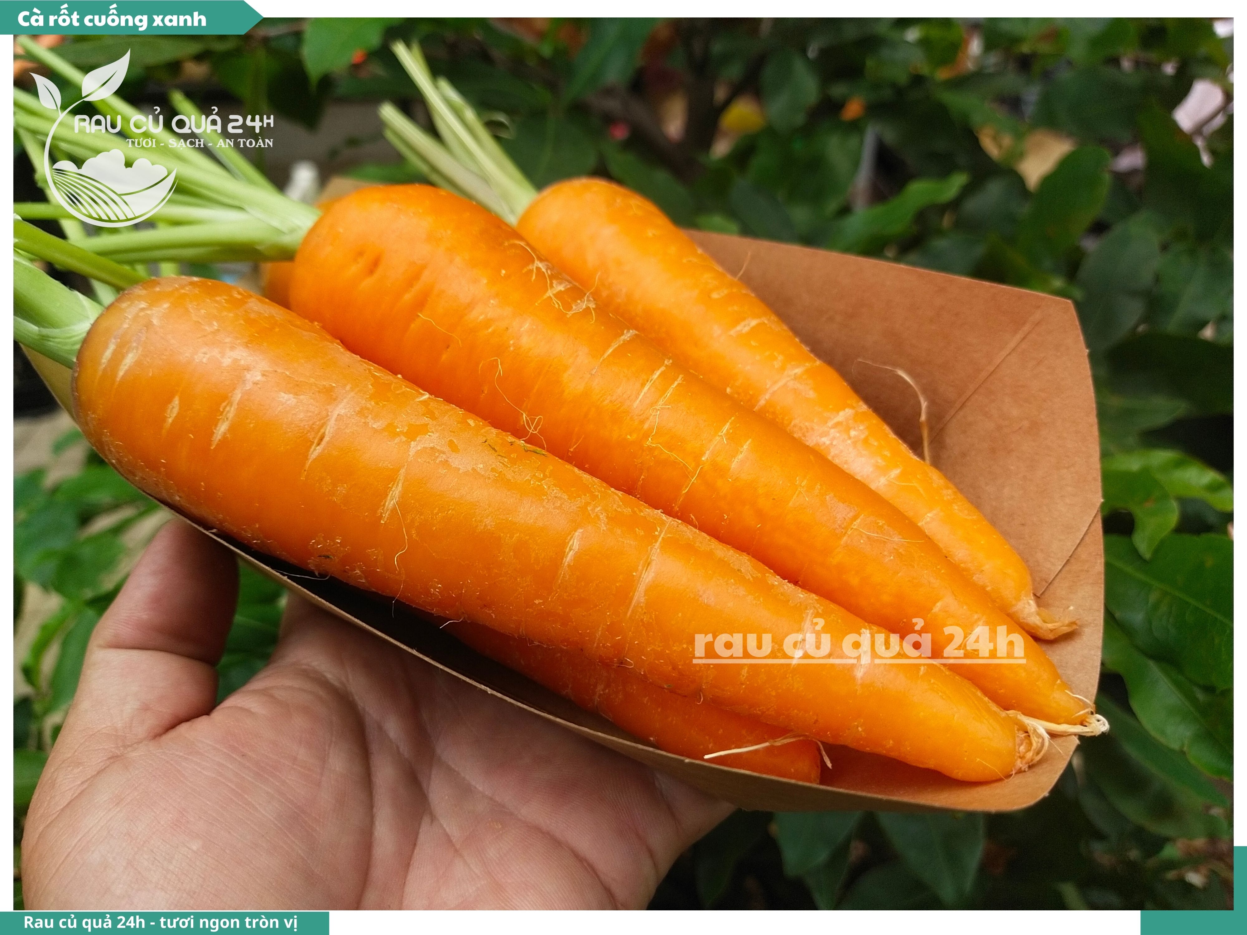 Cà rốt cuống xanh | Rau củ quả 24h