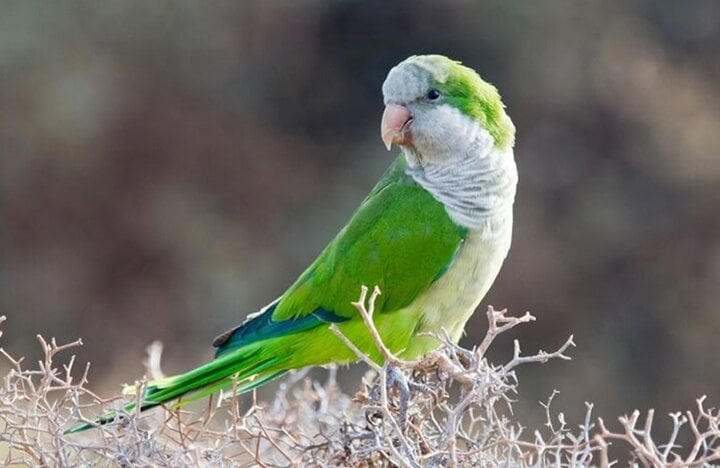 Mua vẹt về nuôi chơi, bác sỹ không ngờ mình bị kết án tù