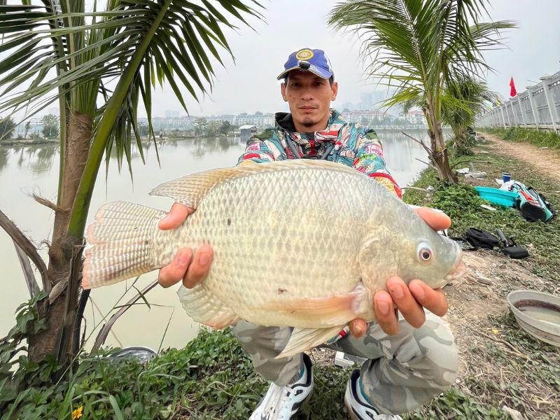 Cá Rô Phi Là Cá Gì? Câu Cá Rô Phi Có Dễ Không?