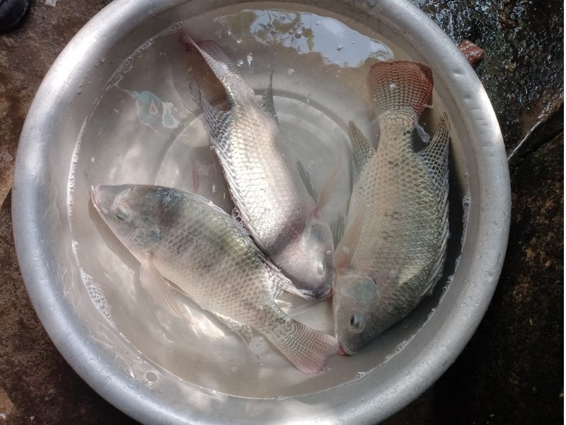 CÁCH LÀM MỒI CÂU CÁ RÔ PHI BẰNG CÁM GÀ