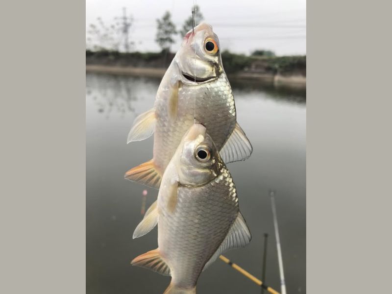 Câu Cá Diếc Có Dễ Không? Mẹo Hiệu Quả Cho Anh Em!