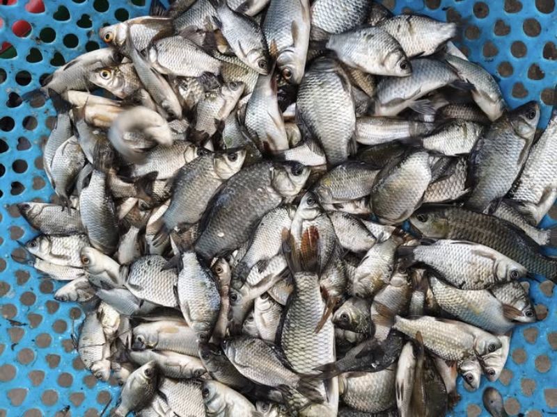 Cách Câu Cá Diếc Mùa Đông Anh Em Chưa Chắc Đã Biết!