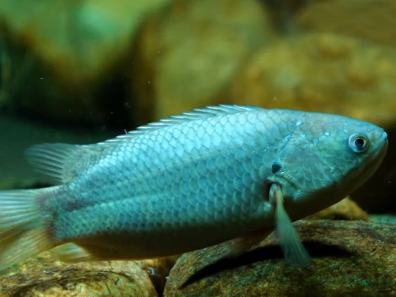 Câu cá rô đồng - Những điều chưa chắc bạn đã biết!