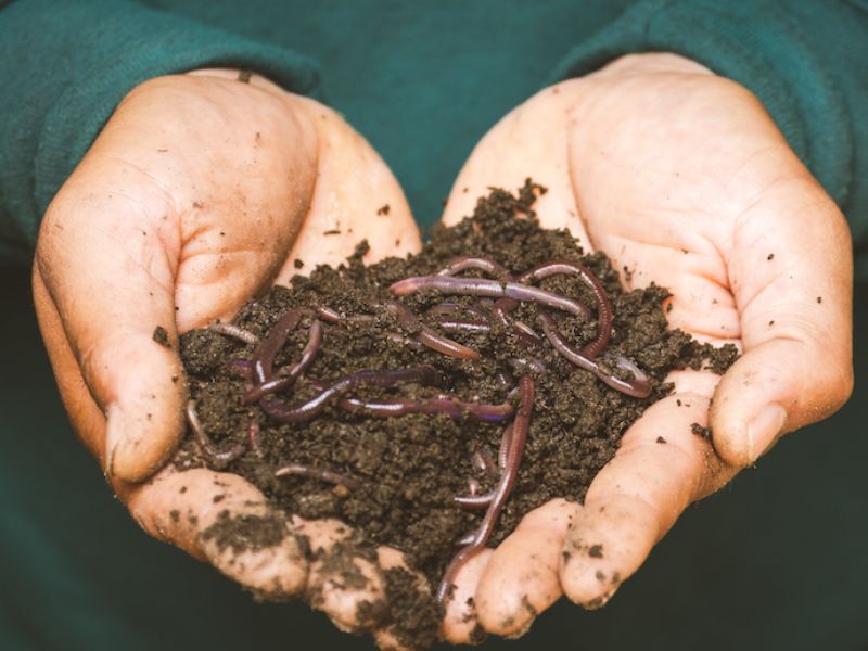 Câu Cá Rô Phi Bằng Mồi Giun Hiệu Quả Mà Bạn Nên Biết!