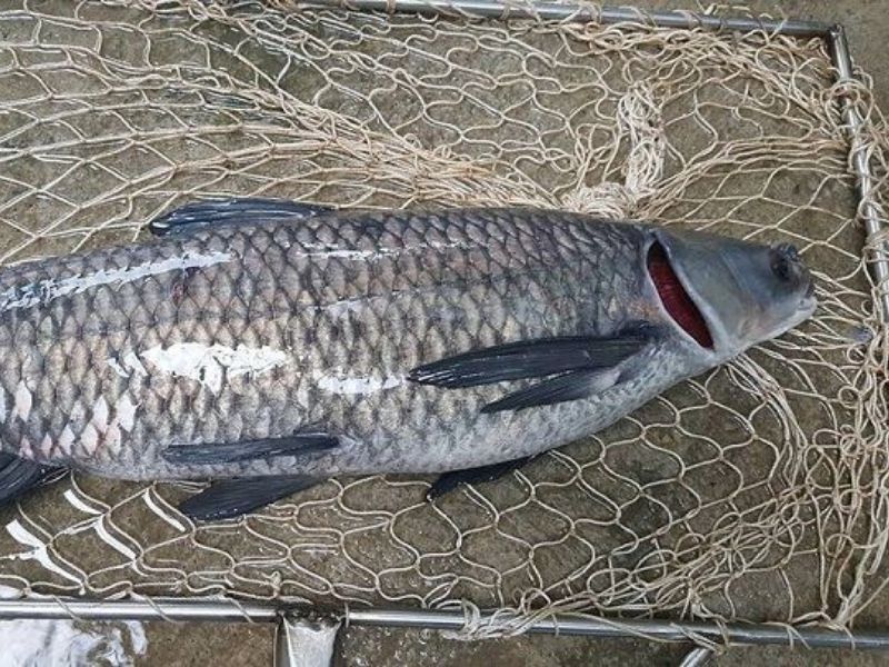 Trải nghiệm câu cá trắm đen khiến nhiều cần thủ săn đón